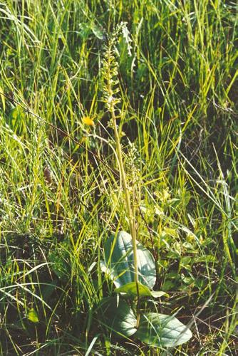 Groes Zweiblatt_ovata_03.jpg