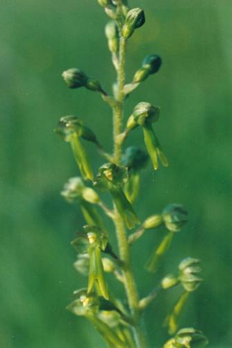 Groes Zweiblatt_ovata_05.jpg