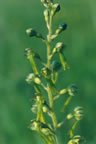 Listera ovata