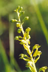 Listera ovata