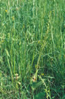 Listera ovata
