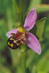 Ophrys apifera