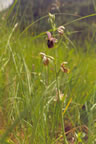 Ophrys holoserica