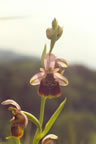 Ophrys holoserica