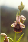 Ophrys holoserica