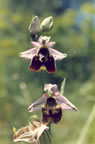 Ophrys holoserica