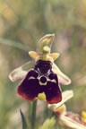 Ophrys holoserica