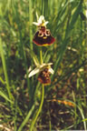 Ophrys holoserica