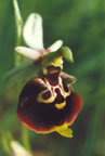 Ophrys holoserica