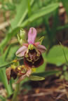 Ophrys holoserica