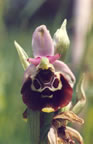 Ophrys holoserica