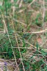 Ophrys insectifera