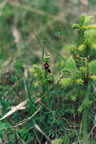 Ophrys insectifera