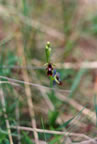 Ophrys insectifera