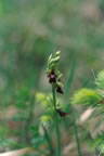 Ophrys insectifera