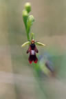 Ophrys insectifera