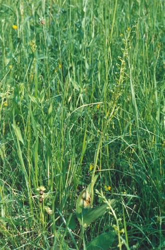 Spinnenragwurz + Groes Zweiblatt_sphegodes_08.jpg