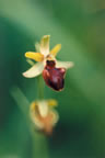 Ophrys spgegodes