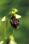Ophrys spgegodes