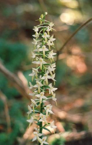 Wei�e Waldhyazinthe_bifolia_02.jpg