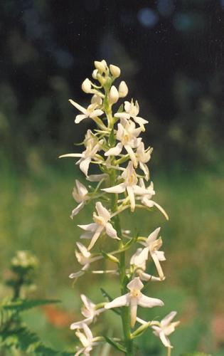 Wei�e Waldhyazinthe_bifolia_03.jpg