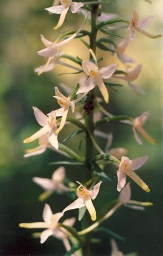 Wei�e Waldhyazinthe_bifolia_04.jpg