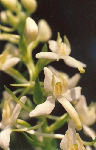 Wei�e Waldhyazinthe_bifolia_06.jpg