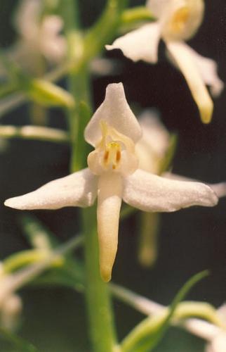 Weie Waldhyazinthe_bifolia_07.jpg