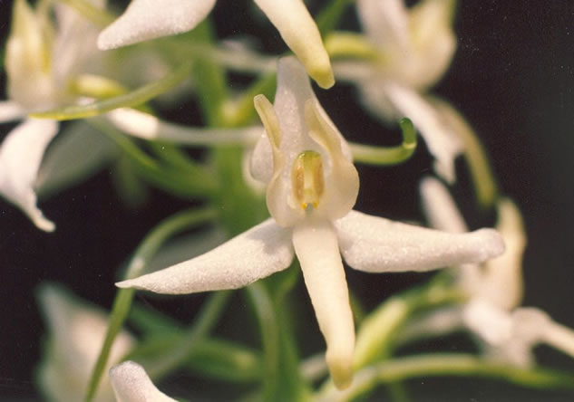 Wei�e Waldhyazinthe_bifolia_08.jpg