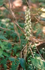 Platanthera bifolia