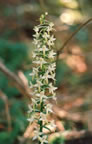 Platanthera bifolia