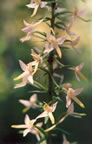 Platanthera bifolia