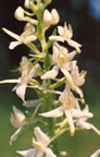Platanthera bifolia
