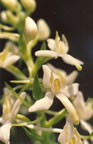 Platanthera bifolia