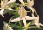 Platanthera bifolia