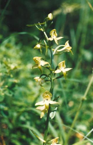 Grne Waldhyazinthe_chlorantha_02.jpg