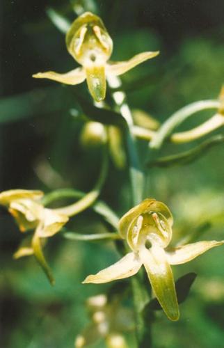 Grne Waldhyazinthe_chlorantha_03.jpg