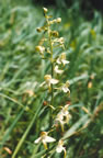 Platanthera chlorantha