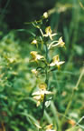 Platanthera chlorantha