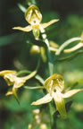 Platanthera chlorantha