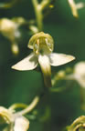 Platanthera chlorantha