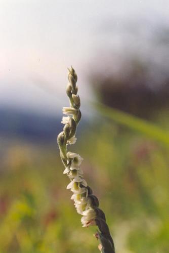 Herbst-Drehhre_spiralis_04.jpg