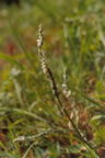 Spiranthes spiralis