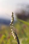 Spiranthes spiralis