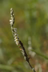 Spiranthes spiralis