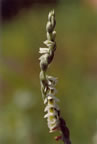 Spiranthes spiralis