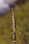 Spiranthes spiralis