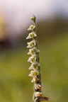 Spiranthes spiralis