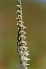 Spiranthes spiralis