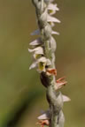 Spiranthes spiralis